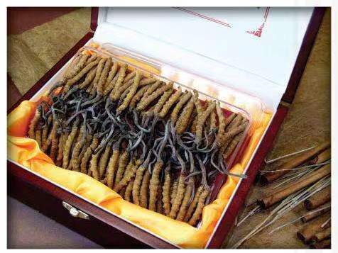 站前冬虫夏草回收